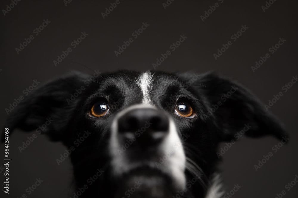 Dierenverzorging begrijpelijk maken met 3D