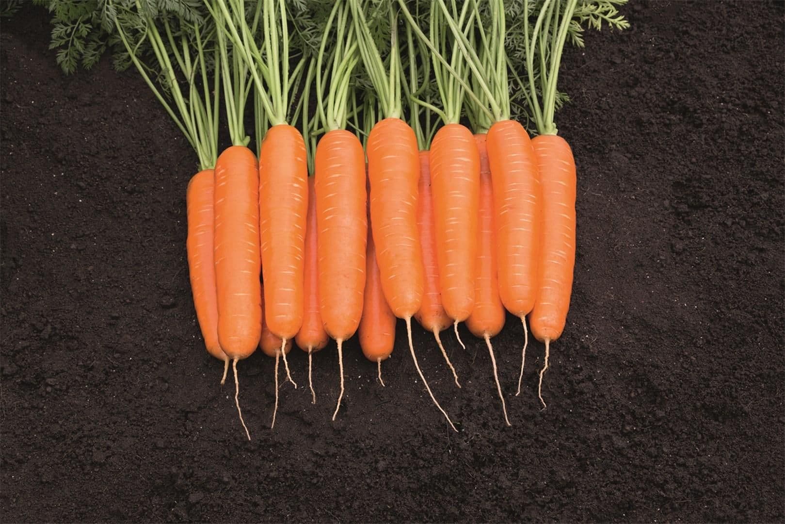 Unieke wortelrassen komen tot leven in 3D bij Bejo